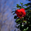 今日の1枚---青い空に赤い花