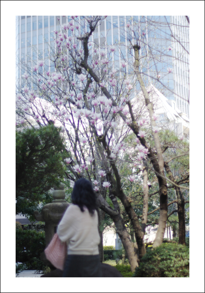 都心の花１