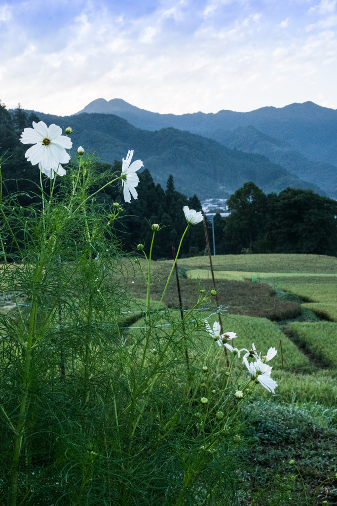 α7でPENTAX FA31㎜F1.8Limited①