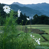 α7でPENTAX FA31㎜F1.8Limited①