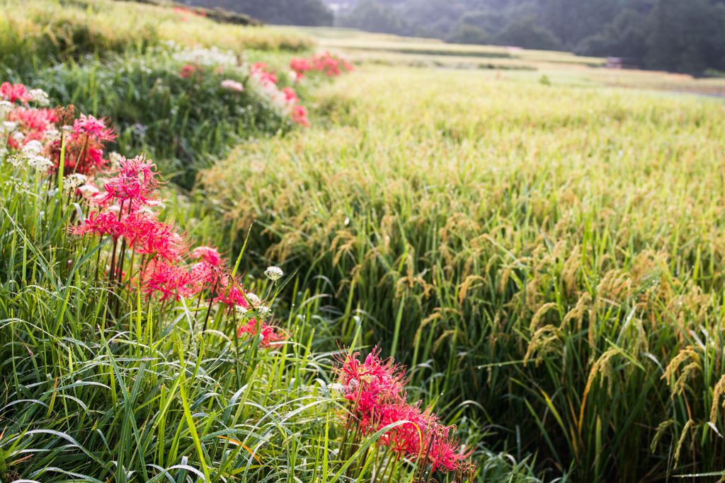 α7でPENTAX FA31㎜F1.8Limited③