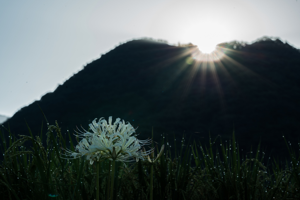 日の出の彼岸花