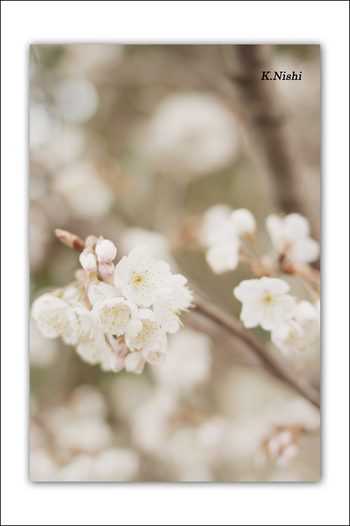 桜三題－③