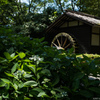 紫陽花咲く水車小屋