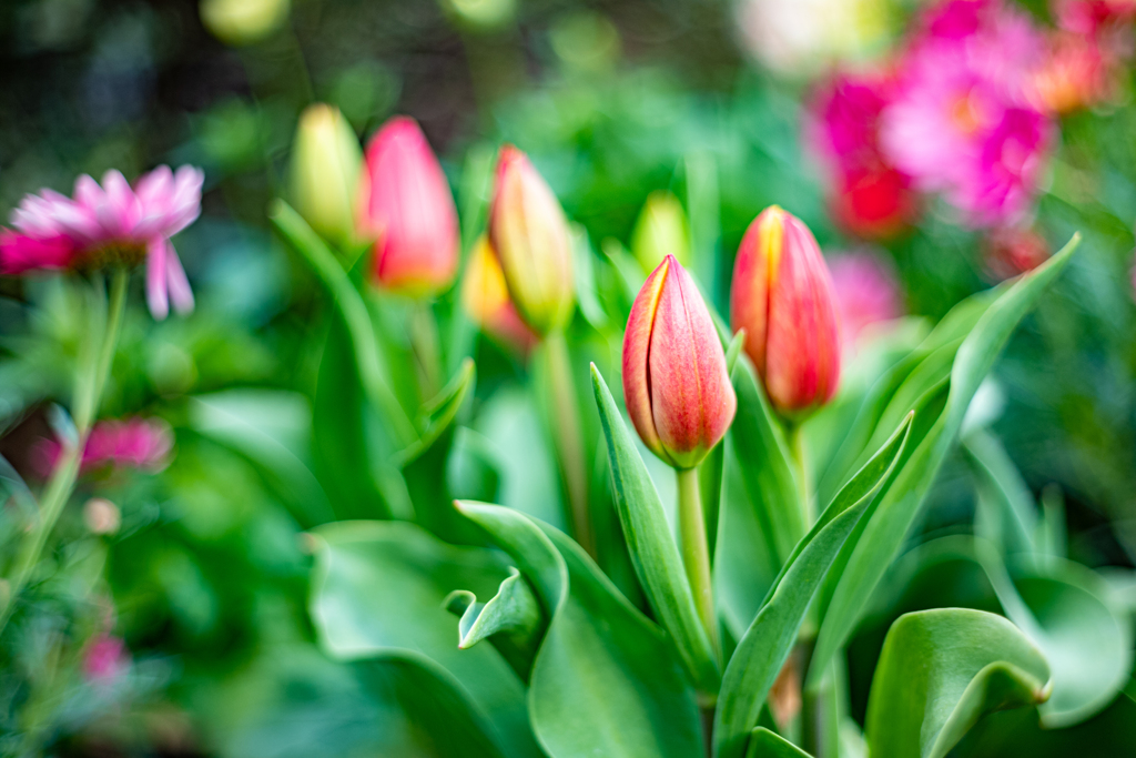 今日の1枚---待ちどおしい