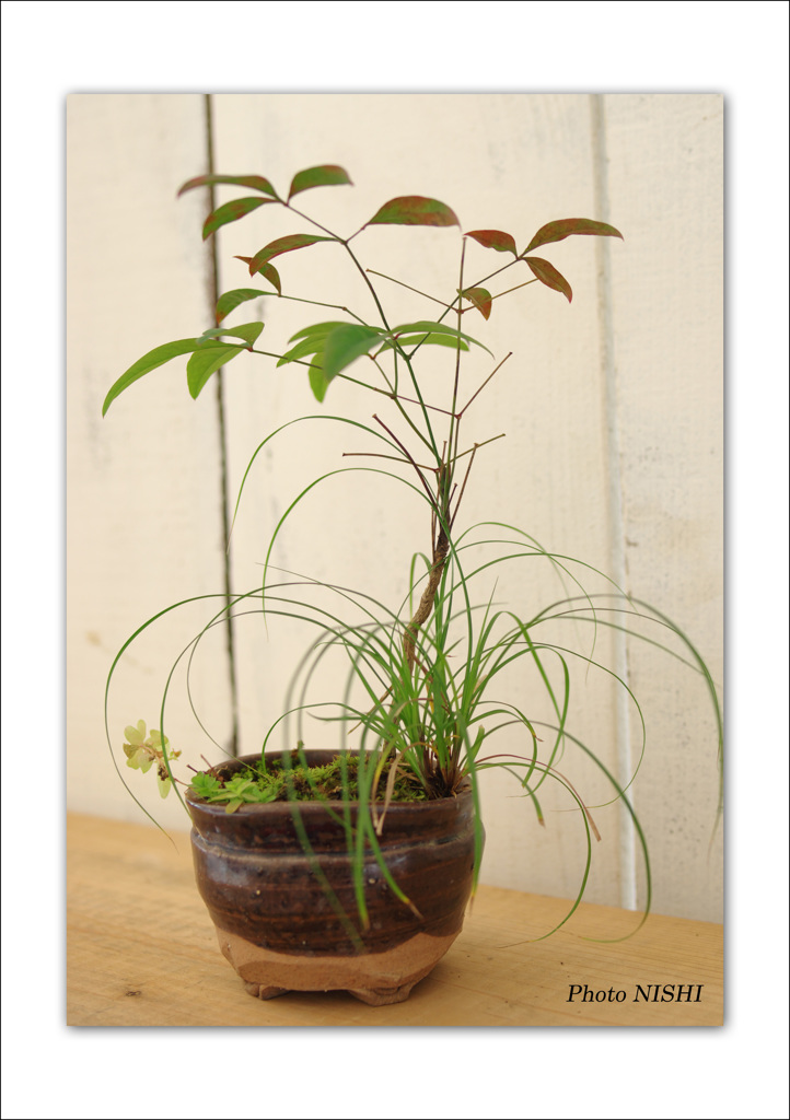 益子の花（1）