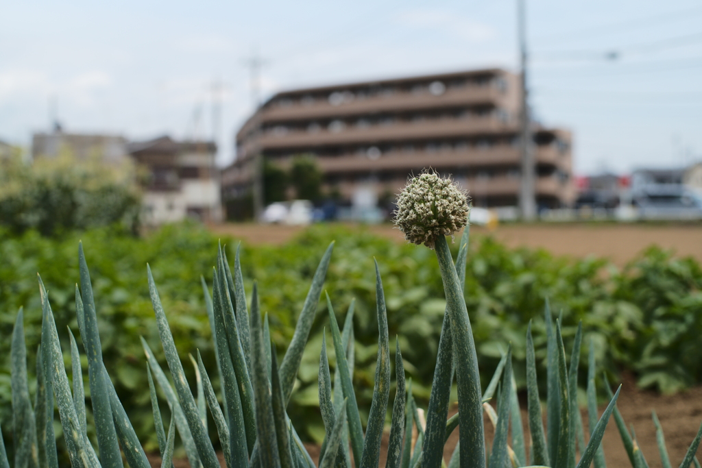 ご近所散歩