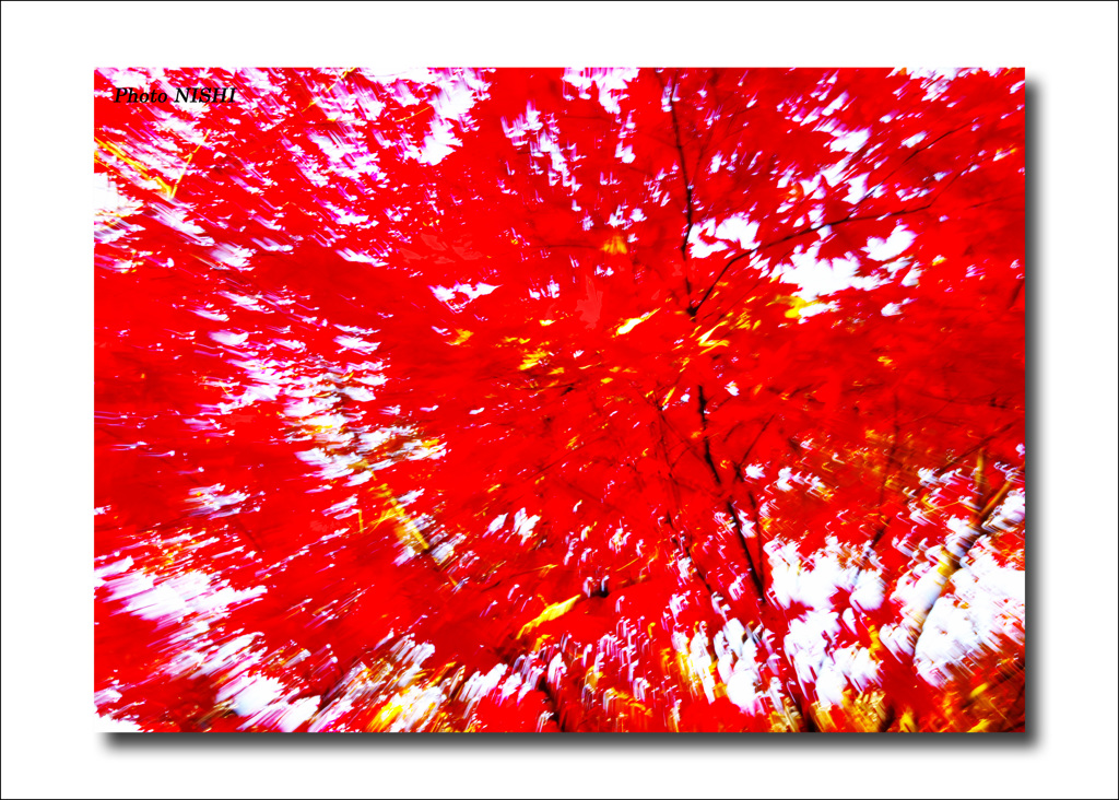 平林寺　赤色もみじ