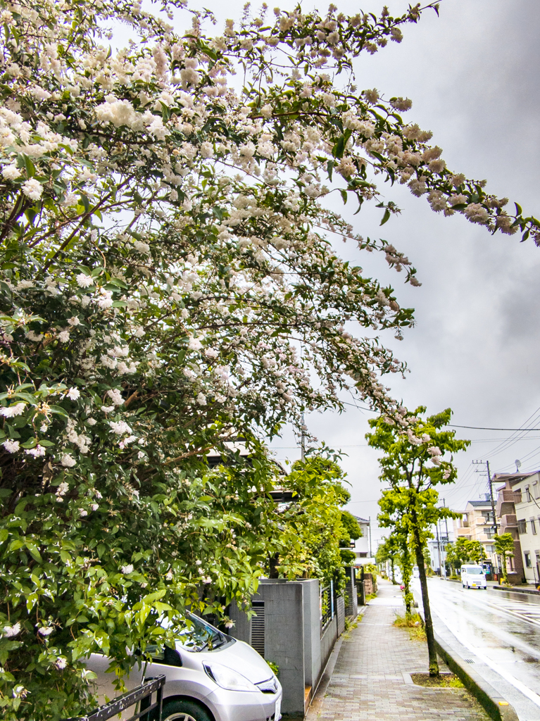 迎梅雨（げいばいう）に写す傘なし