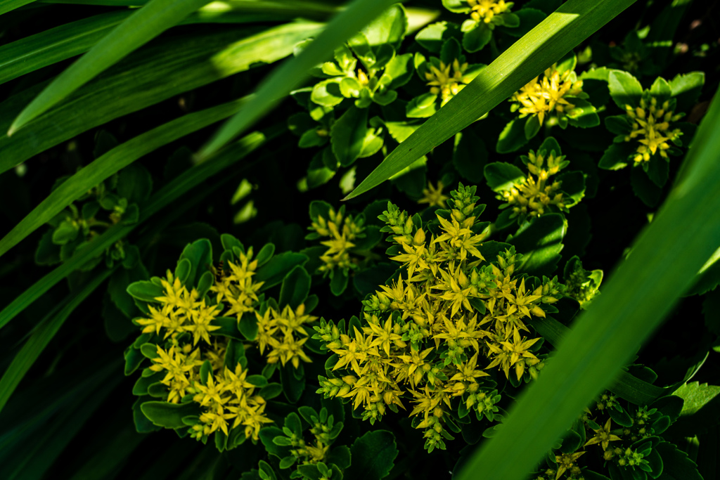 今日の1枚--散歩に咲く黄花