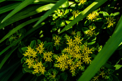 今日の1枚--散歩に咲く黄花