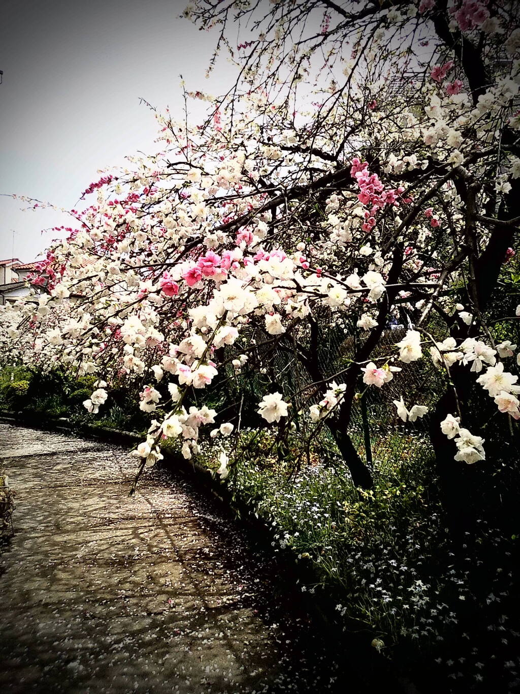 3台のカメラの花桃③