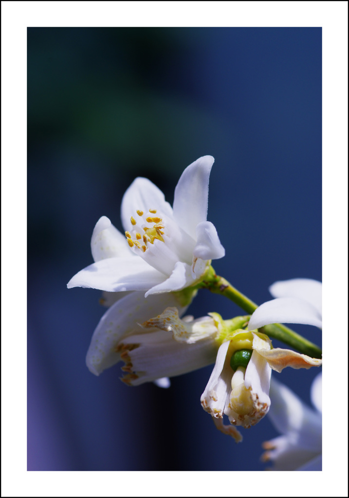 ゆずの花２