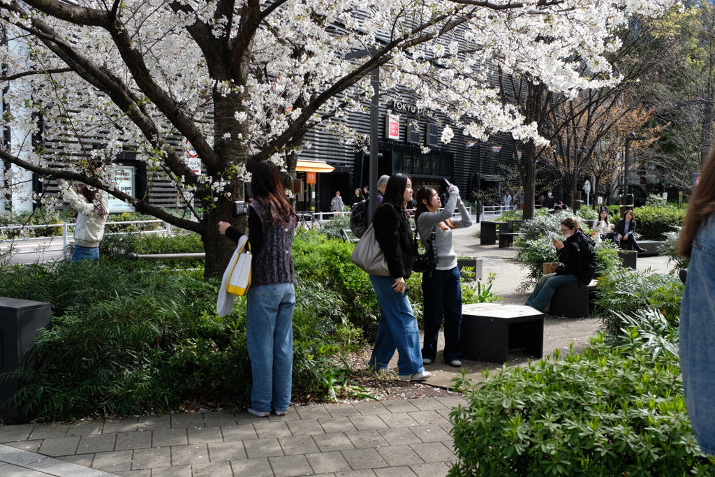 数寄屋橋公園　桜に集う