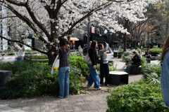 数寄屋橋公園　桜に集う