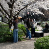 数寄屋橋公園　桜に集う