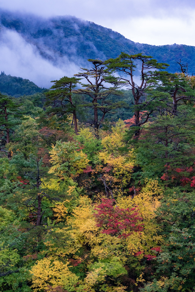 鳴子の三本松（東北の旅最終です）