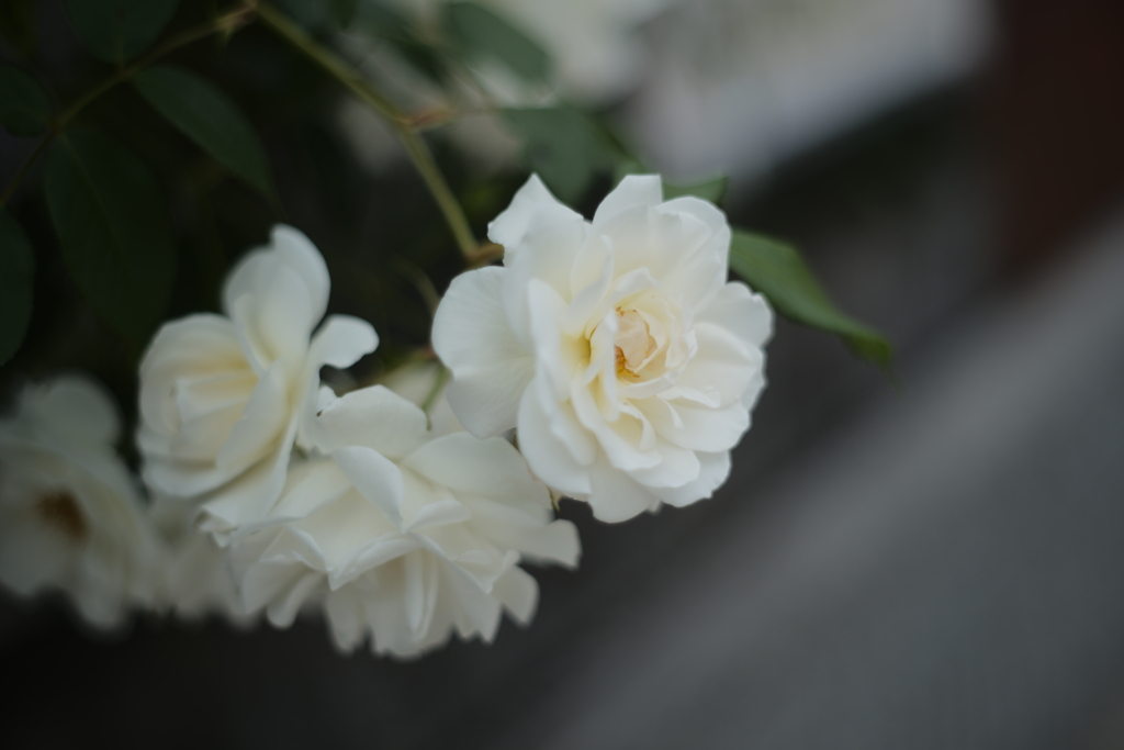 オールドレンズで薔薇を撮る