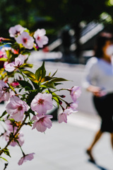 ランチタイムの桜