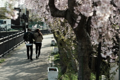 そうかの桜
