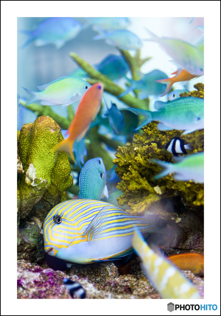 美らの海①
