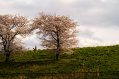 土手に花咲く