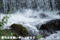 暑中お見舞い