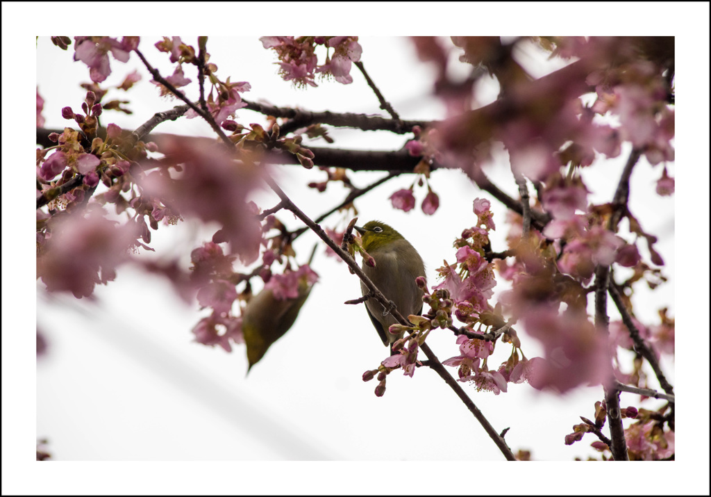 桜のメジロ③いつも二人で