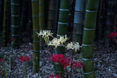 前ボケを使ってみました