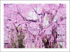 地蔵院の桜６