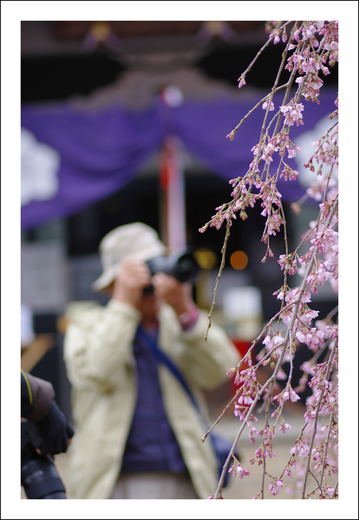 地蔵院の桜４