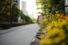 今朝の通勤路　3景の1