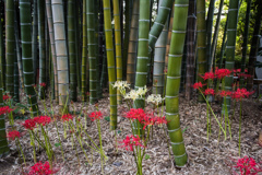 見頃ではあります