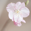 我が家の開花宣言