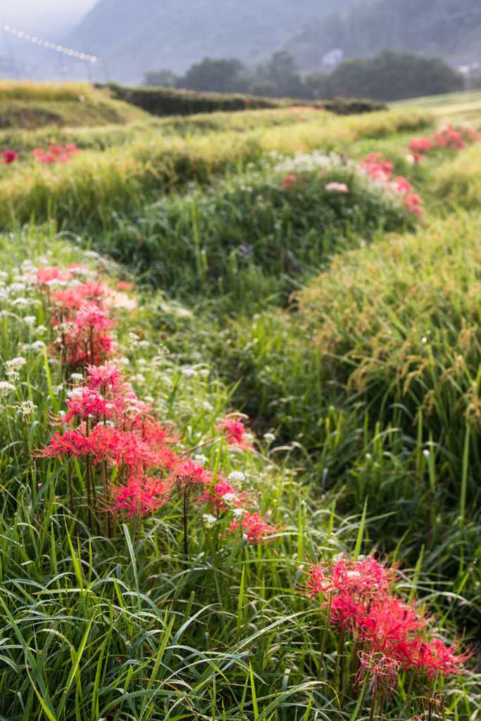 α7でPENTAX FA31㎜F1.8Limited②
