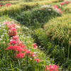 α7でPENTAX FA31㎜F1.8Limited②