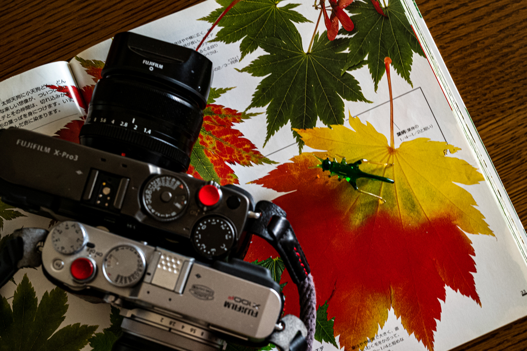 葉っぱとバッタ