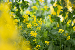 ミモザ撮りが菜の花撮りに