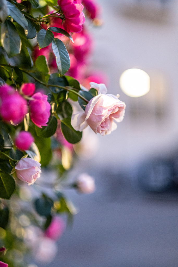 今日の1枚---夜明けの薔薇