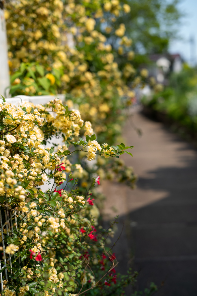 モッコウ薔薇の路