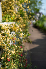 モッコウ薔薇の路