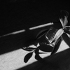  Makro-PlanarT* 60mm F2.8 試し撮り①