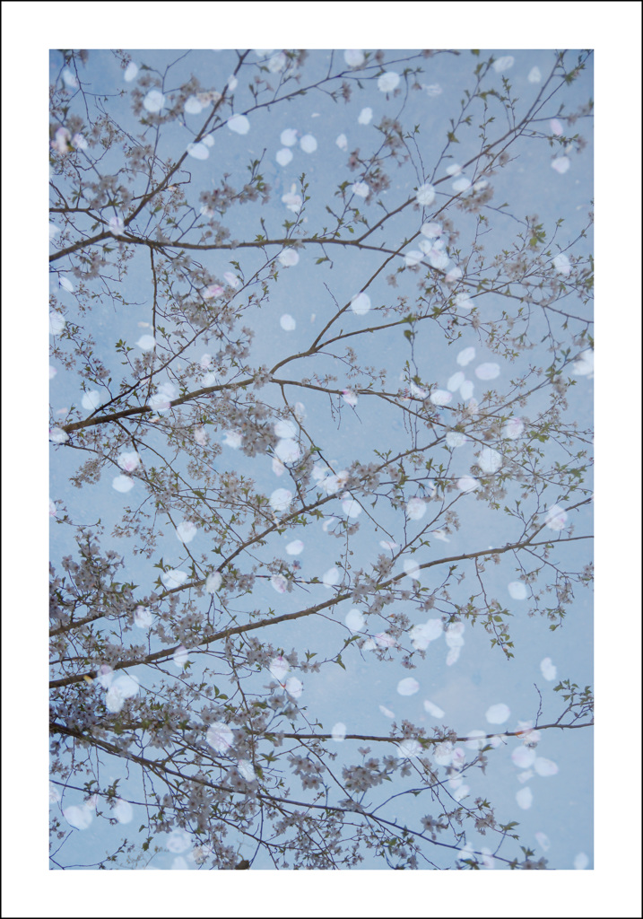 はやとちりの風（夜桜風）