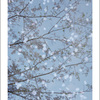 はやとちりの風（夜桜風）