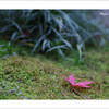 平林寺　苔の上