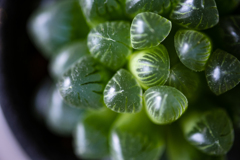 今日の1枚--我が家のサボテン