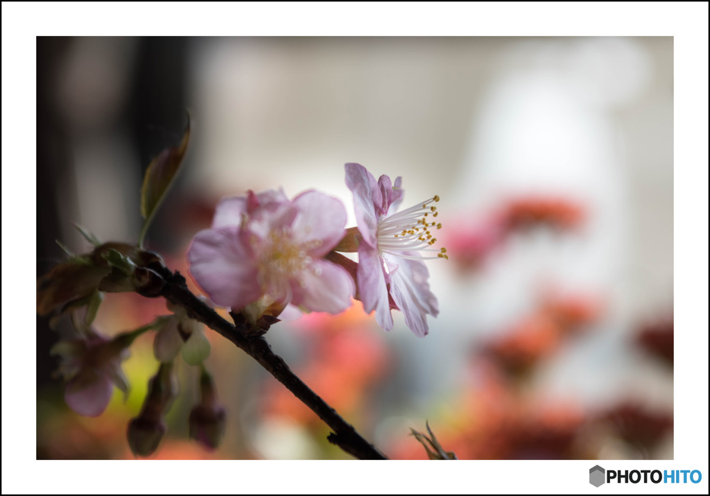 我が家の桜