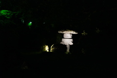庭の夜