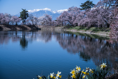 水仙あり