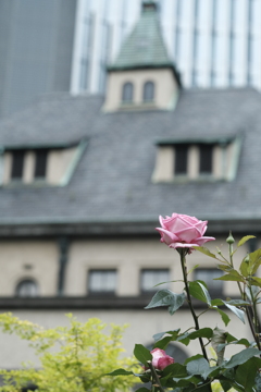 通勤路の薔薇-１